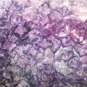 CABBAGE TREE BAY FEVER OF RAYS